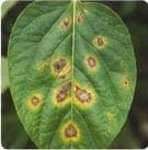Early Blight