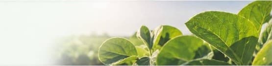 Green crop field background
