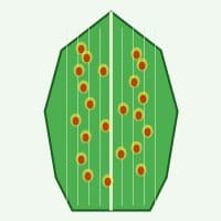 Bacterial Leaf Spot